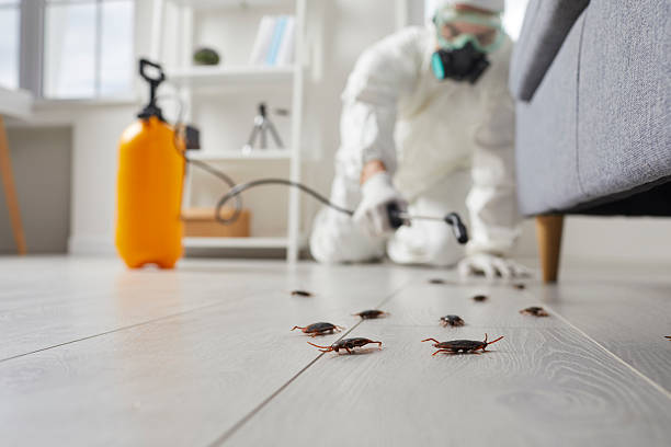 Commercial Rodent Management in Joanna